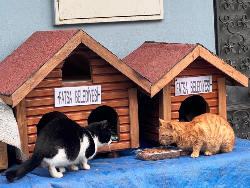 FATSA BELEDİYESİ DÜNYA KEDİ GÜNÜ’NDE DE CAN DOSTLARINI UNUTMADI
