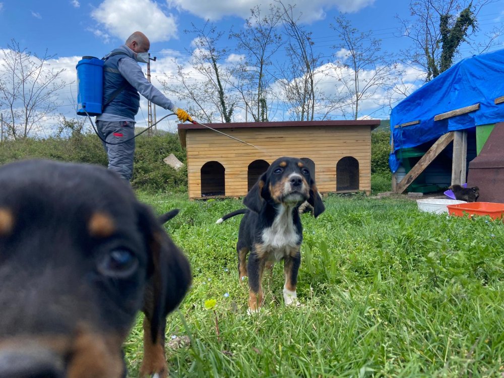 FATSA BELEDİYESİ HAYVAN BARINAKLARI’NI İLAÇLIYOR