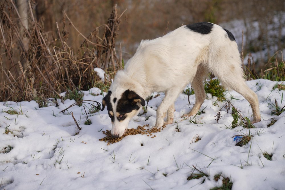 FATSA BELEDİYESİ’NDEN CAN DOSTLAR İÇİN MAMA VE SU DESTEĞİ