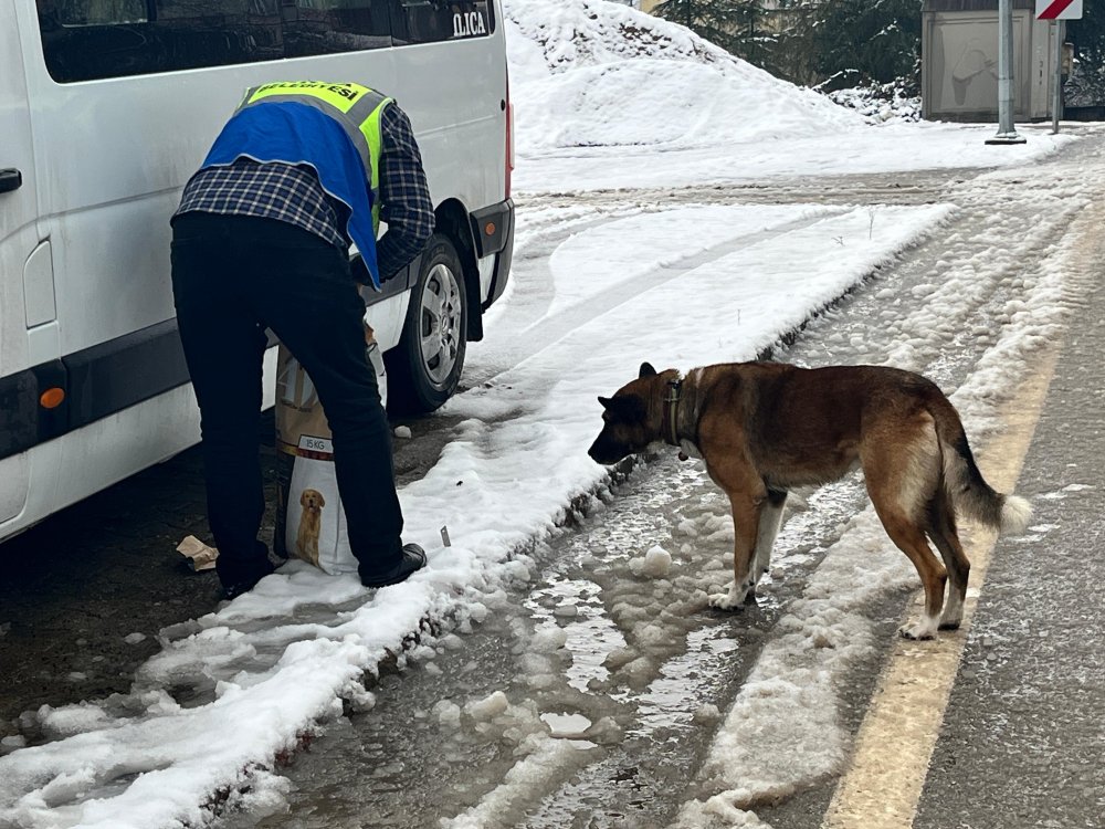 FATSA BELEDİYESİ’NDEN SOKAK HAYVANLARINA KIŞ DESTEĞİ