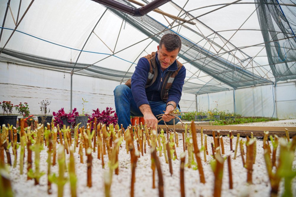FATSA BELEDİYESİ’NDEN YEŞİL ALANLARA ÖZENLİ HAZIRLIK