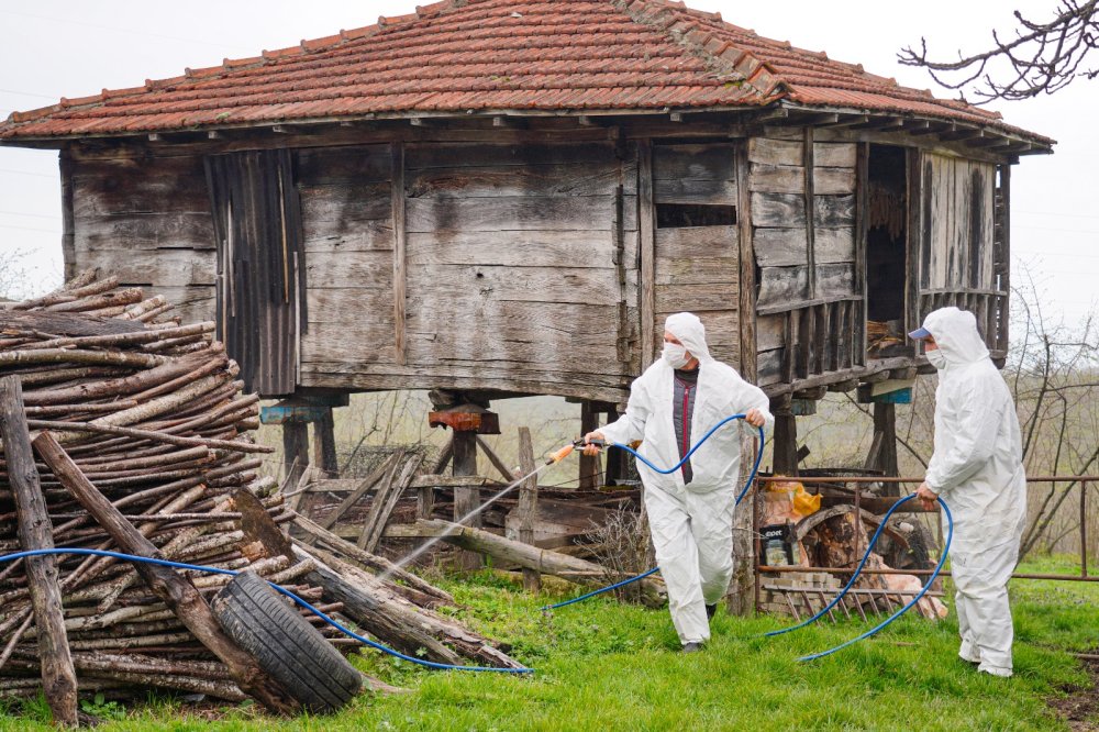 FATSA’NIN KIŞLAKLARINDA  KOKARCA MÜCADELESİ