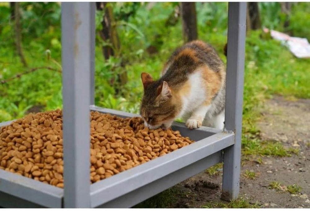 KENT MOBİLYALARI ÜRETİM MERKEZİNDE SOKAK HAYVANLARI UNUTULMUYOR