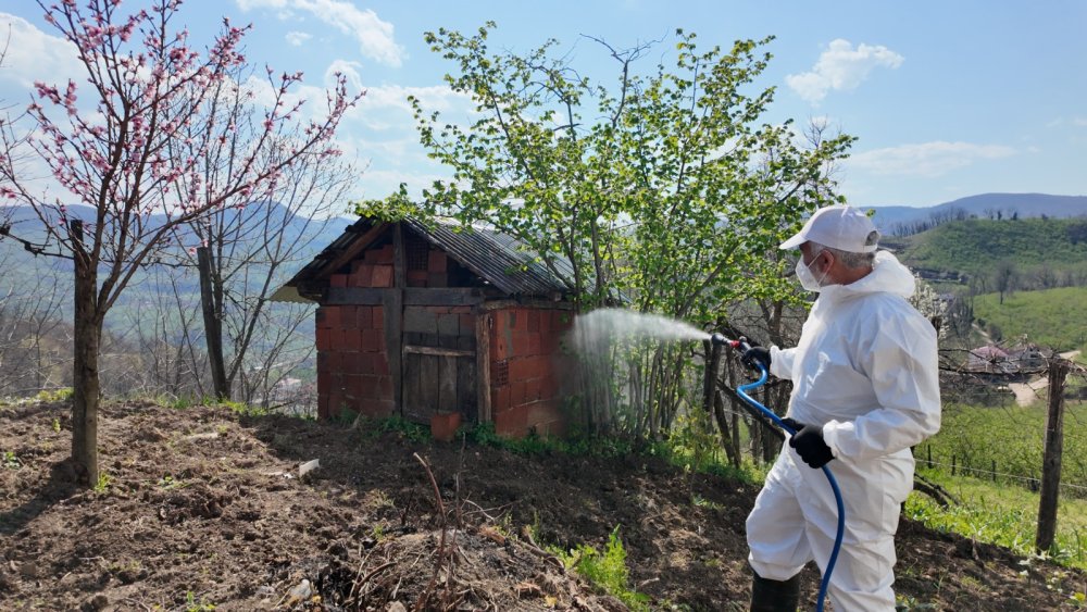 KOKARCA İLE MÜCADELEDE SEFERBERLİK: FATSA KIRSALINDA İLAÇLAMA HIZ KESMİYOR